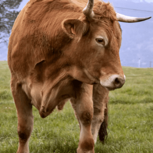 Ternera