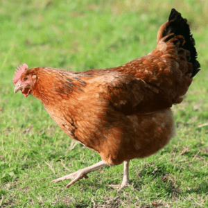 Pollo