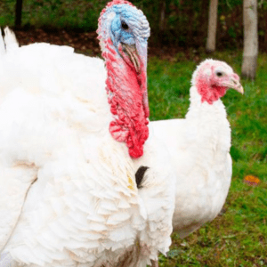Pavo