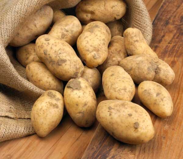 Patata