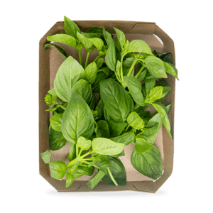 Albahaca