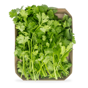 Cilantro (40g)
