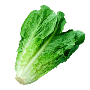 Lechuga Larga