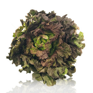 Lechuga Maravilla