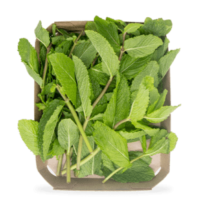 Menta (40 g)