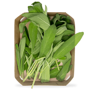 Salvia bandeja